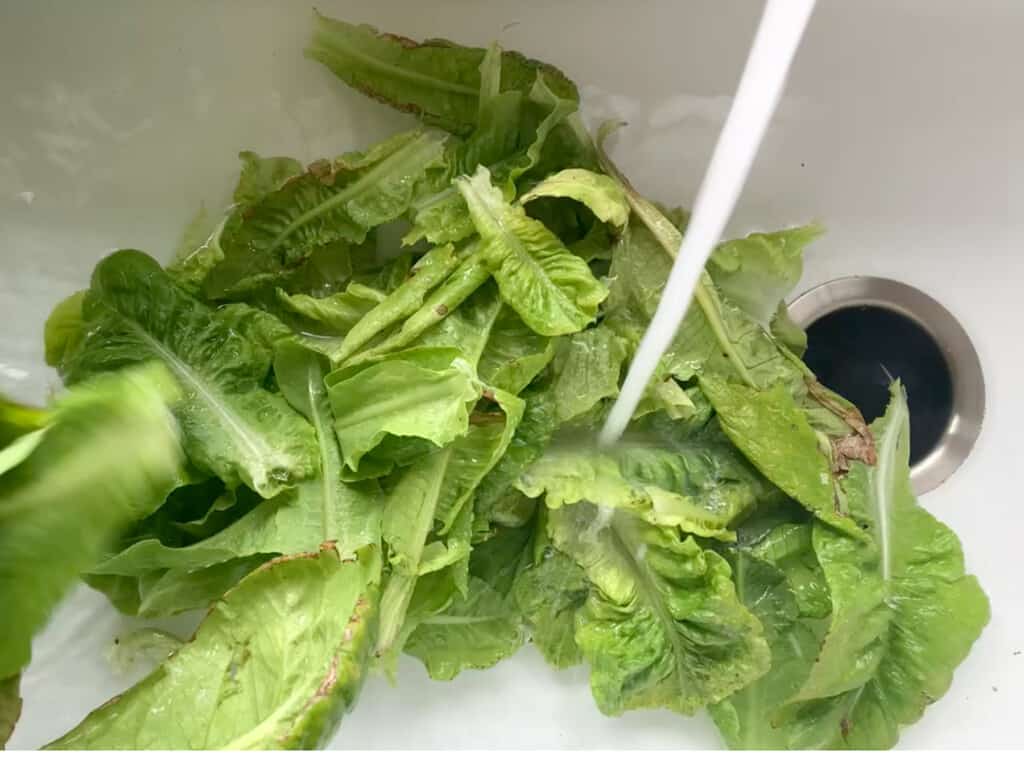 Baby gem lettuce being washed in a sink with water from the faucet pouring into it. 