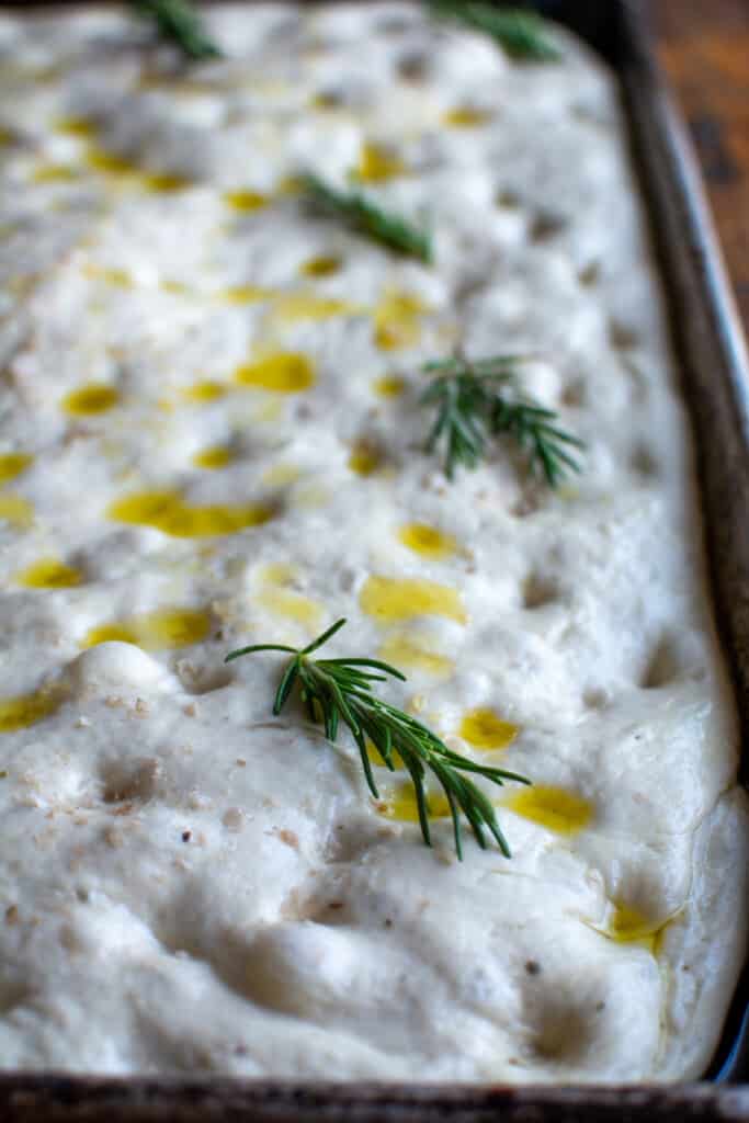 A loaf of focaccia before it has been baked topped with olive oil and rosemary. 