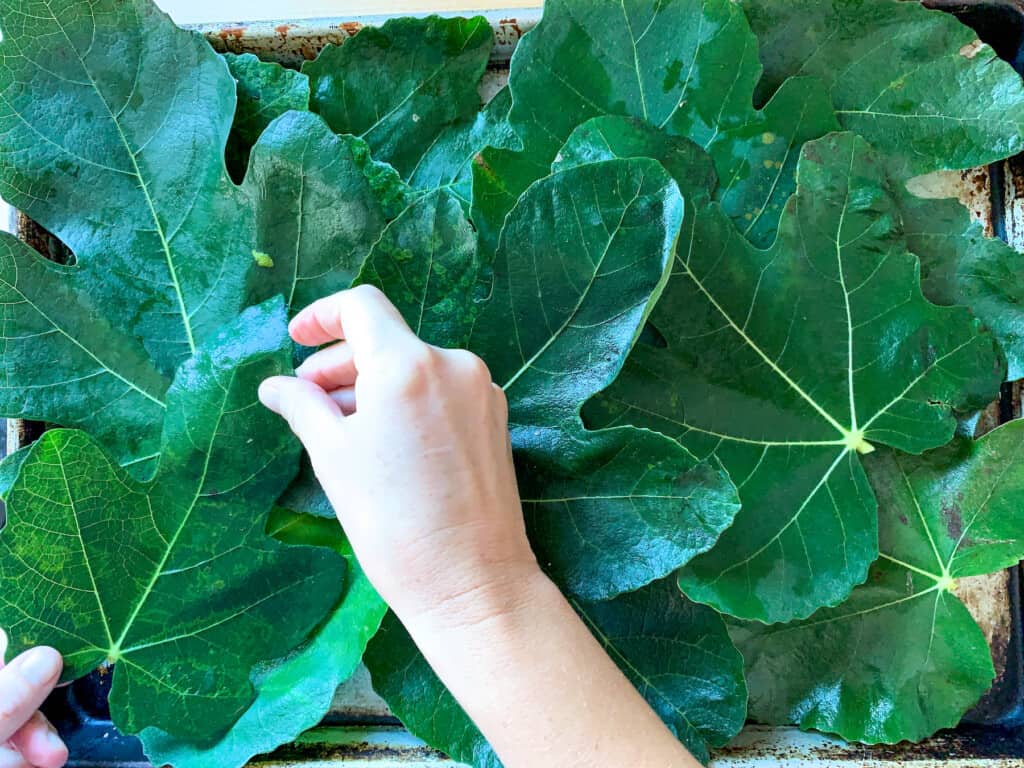 A hand laying fig leaves on a baking sheet