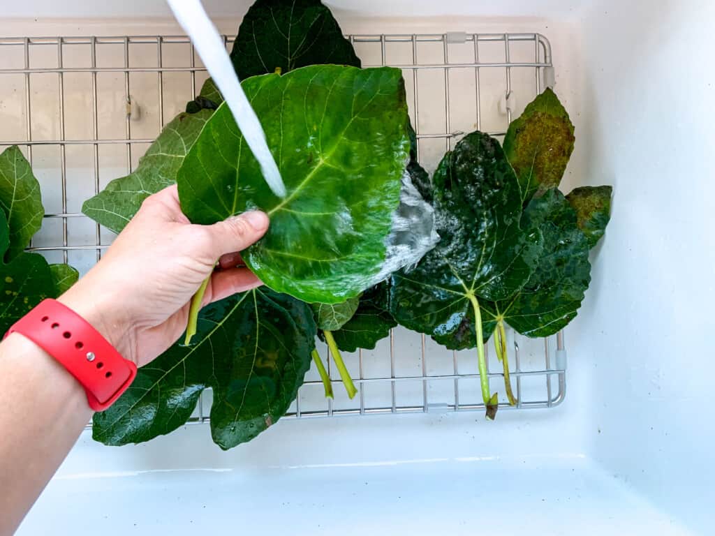 A hand washing fresh fig leaves in a sink under running water. 