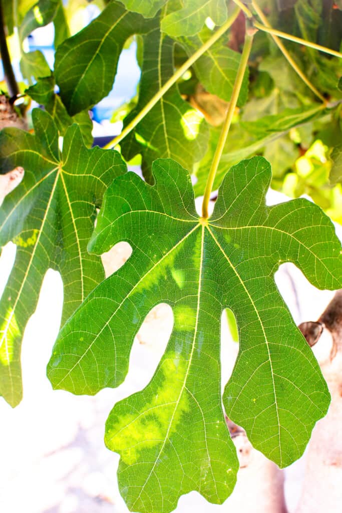 Several fig leaves on a tree outside.