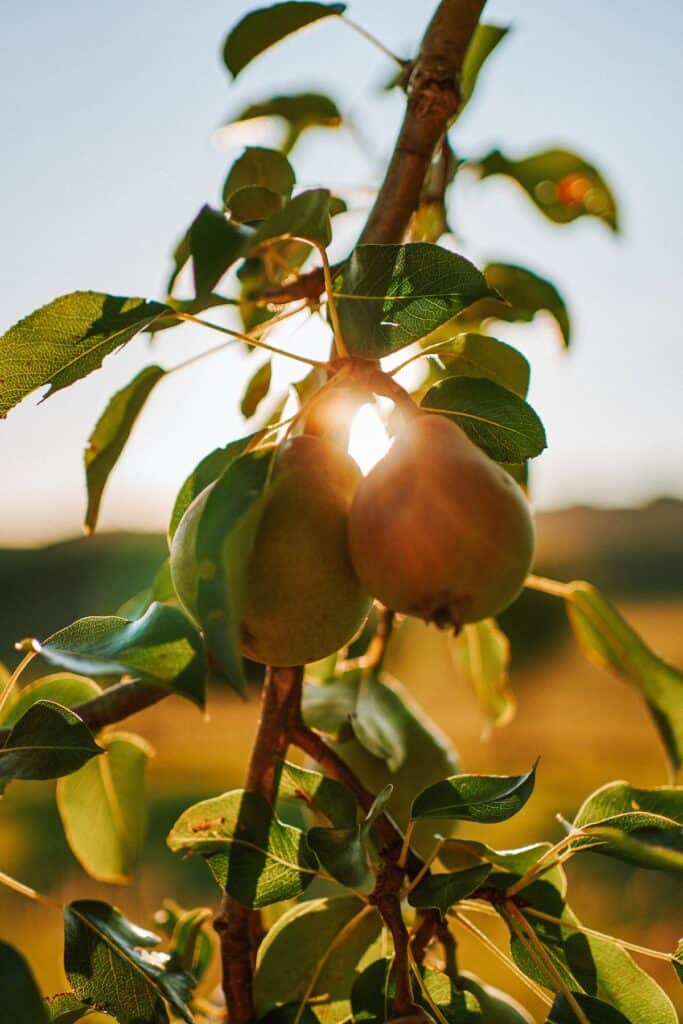 A picture of two pears growing on a tree with the sun shining through its branches. 